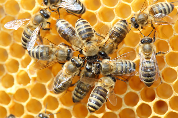 honeybees beesbrothers